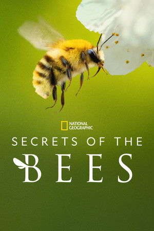Secrets of the Bees S01E01 XviD-AFG